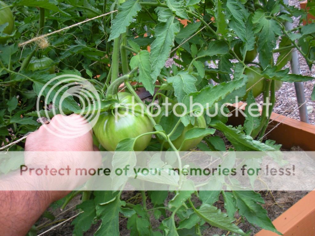  photo Garden8-6-13039.jpg